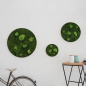 Preview: Moosbild Kugelmoos 3er Set Preview: Moosbild Kugelmoos 3er Set