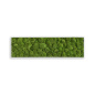 Preview: Moosbild Kugelmmos 140x40cm Preview: Moosbild Kugelmmos 140x40cm