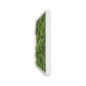 Preview: Stylegreen Kugelmoosbild Preview: Stylegreen Kugelmoosbild