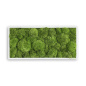 Preview: Moosbild Kugelmoos 57x27cm