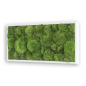 Preview: Moosbild 57x27cm