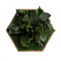 Mobile Preview: 10er Moos-, Kork- & Pflanzen-Hexagon Set
