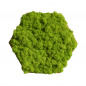 Preview: 5er Moos-, Kork- & Pflanzen-Hexagon Set Preview: 5er Moos-, Kork- & Pflanzen-Hexagon Set