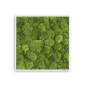 Preview: Stylegreen Moosbild 55x55cm Preview: Stylegreen Moosbild 55x55cm