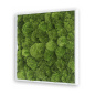 Preview: Moosbild Kugelmoos Preview: Moosbild Kugelmoos