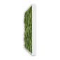 Preview: Stylegreen Kugelmoosbild Preview: Stylegreen Kugelmoosbild