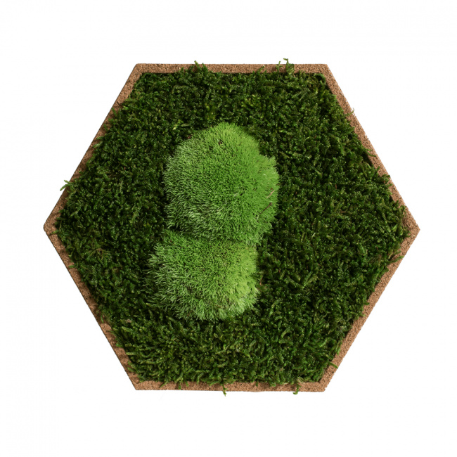 5er Moos-, Kork- & Pflanzen-Hexagon Set