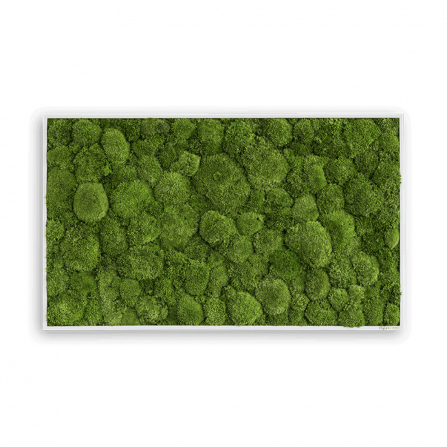 Stylegreen Kugelmoosbild 100x60vm