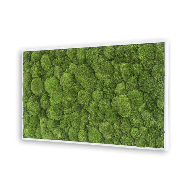 Mossbild Kugelmoos