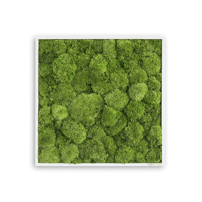 Stylegreen Moosbild 55x55cm