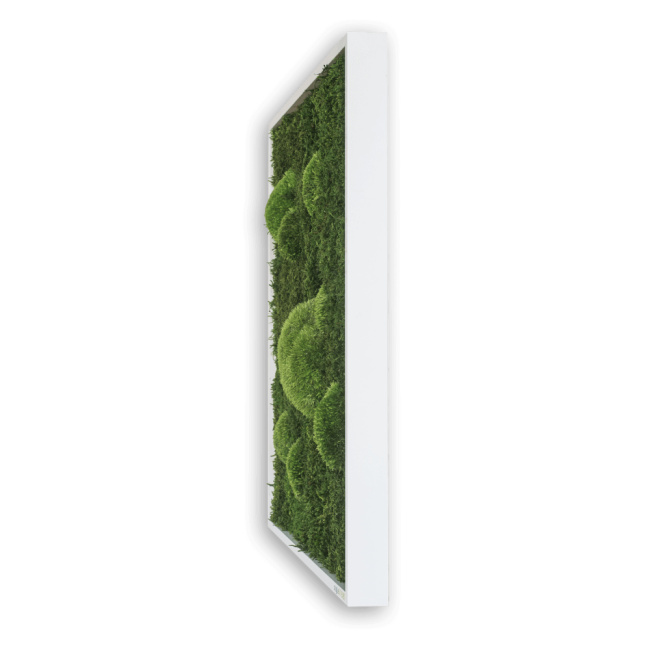Stylegreen Moosbild