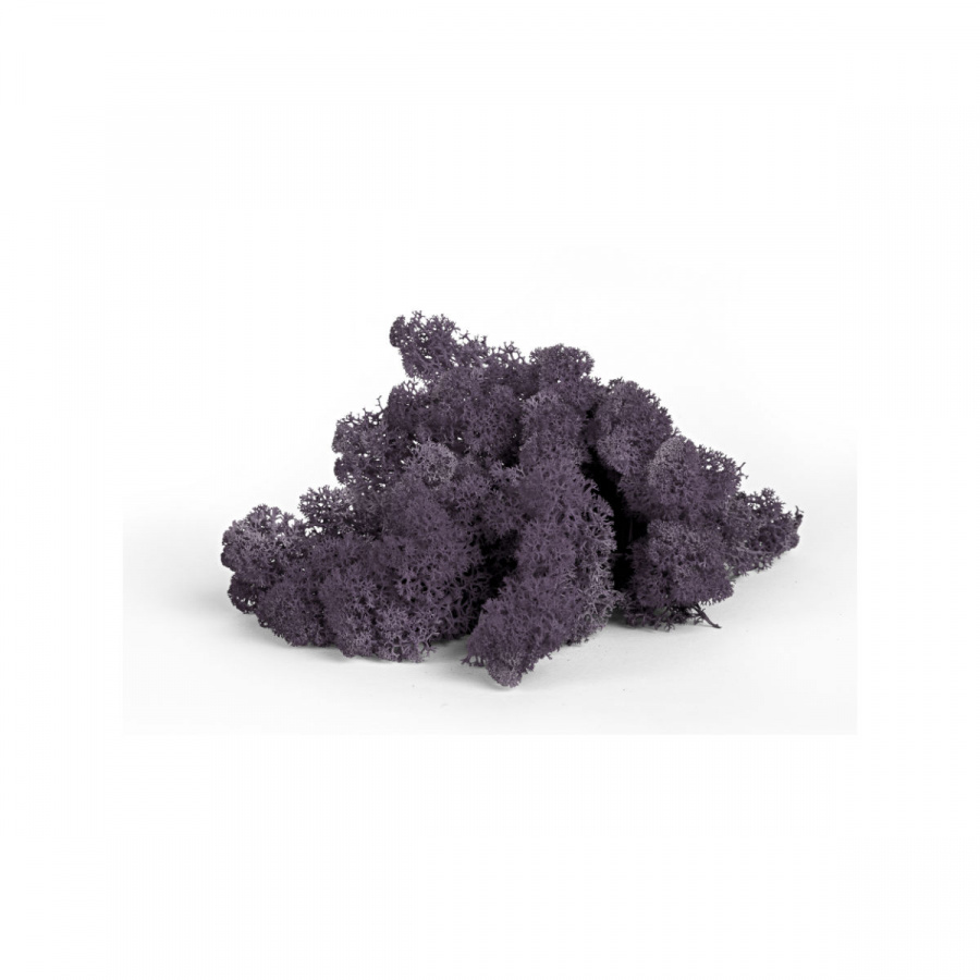 Rentiermoos Aubergine