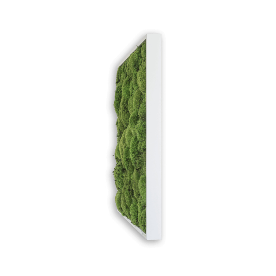 Stylegreen Kugelmoosbild Stylegreen Kugelmoosbild