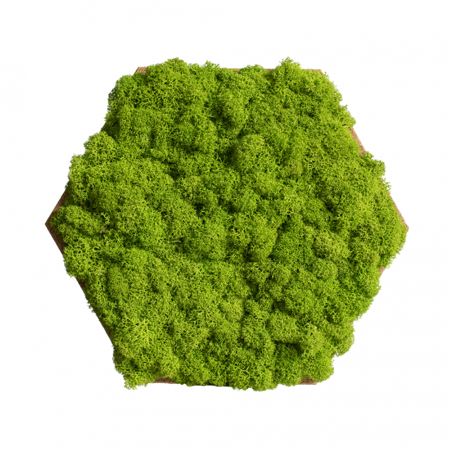 25er Moos-, Kork- & Pflanzen-Hexagon Set