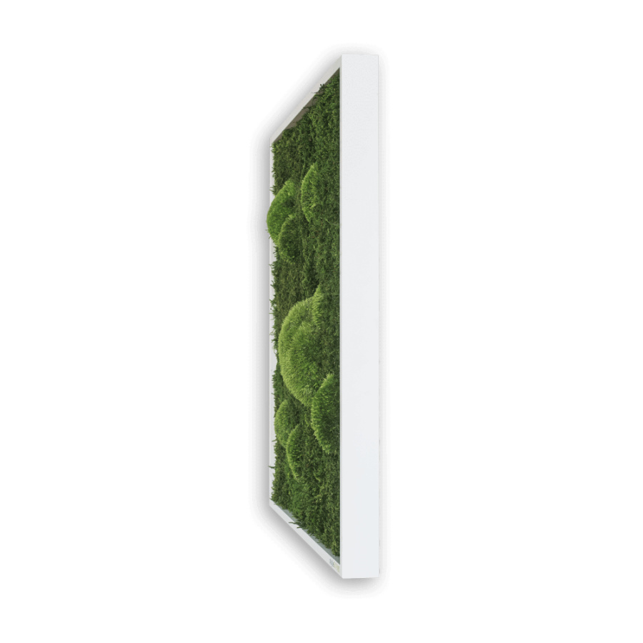Wald- und Kugelmossbild Wald- und Kugelmossbild