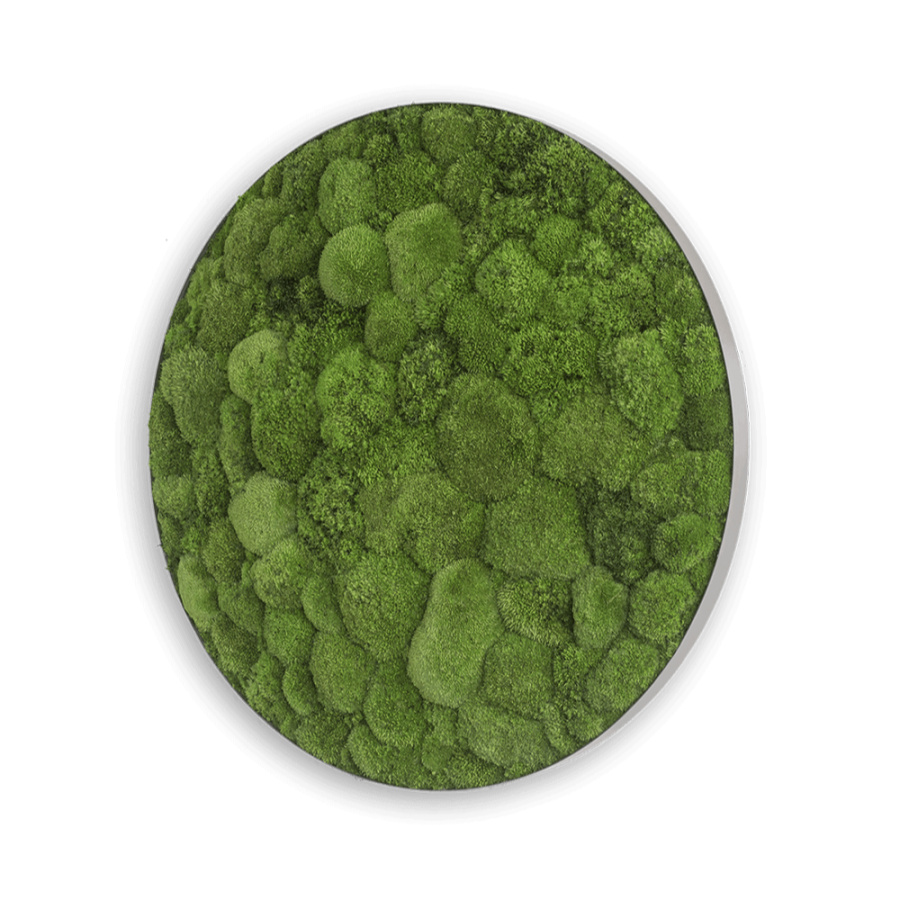 Stylegreen Kugelmoosbild
