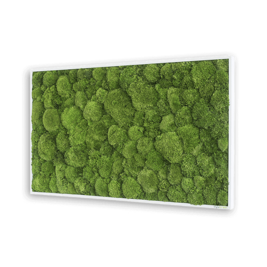 Mossbild Kugelmoos