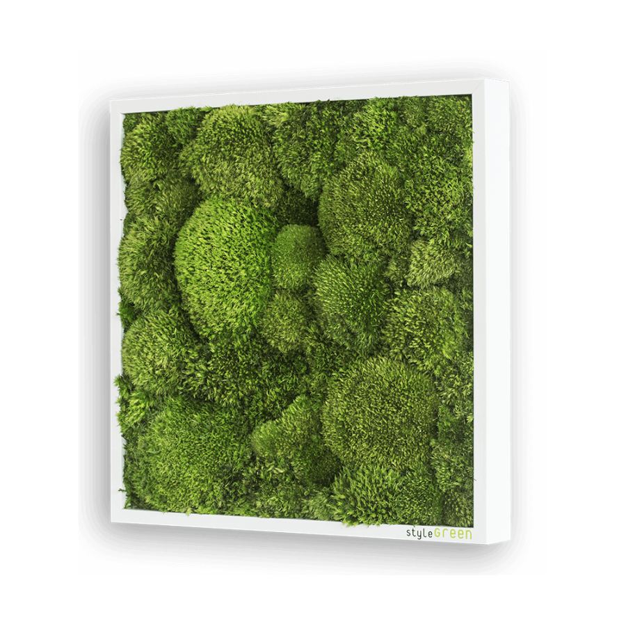Moosbild 35x35cm Moosbild 35x35cm
