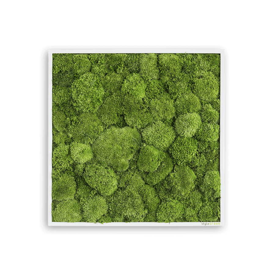 Stylegreen Moosbild 55x55cm Stylegreen Moosbild 55x55cm