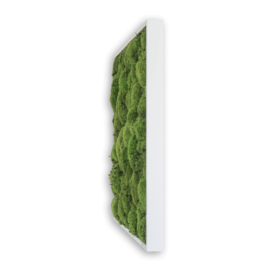 Stylegreen Kugelmoosbild Stylegreen Kugelmoosbild