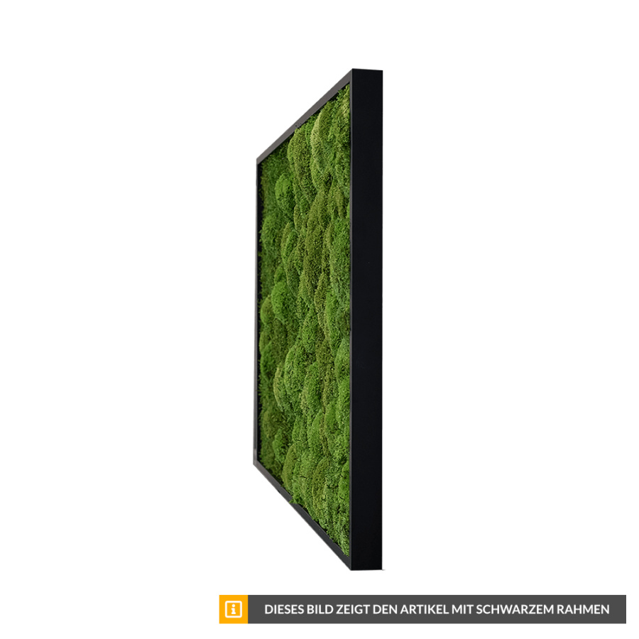 Moosbild Verlauf Wald- und Kugelmoos 100x60cm Moosbild Verlauf Wald- und Kugelmoos 100x60cm
