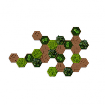 25er Moos-, Kork- & Pflanzen-Hexagon Set 