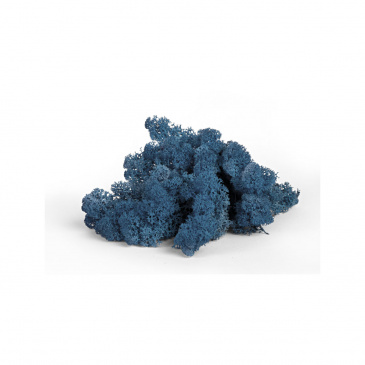 Rentiermoos Blau