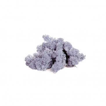 Islandmoos Lavendel