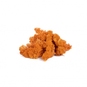 Rentiermoos Orange